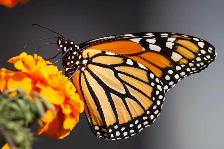 the large erfly is sitting on the small orange flower