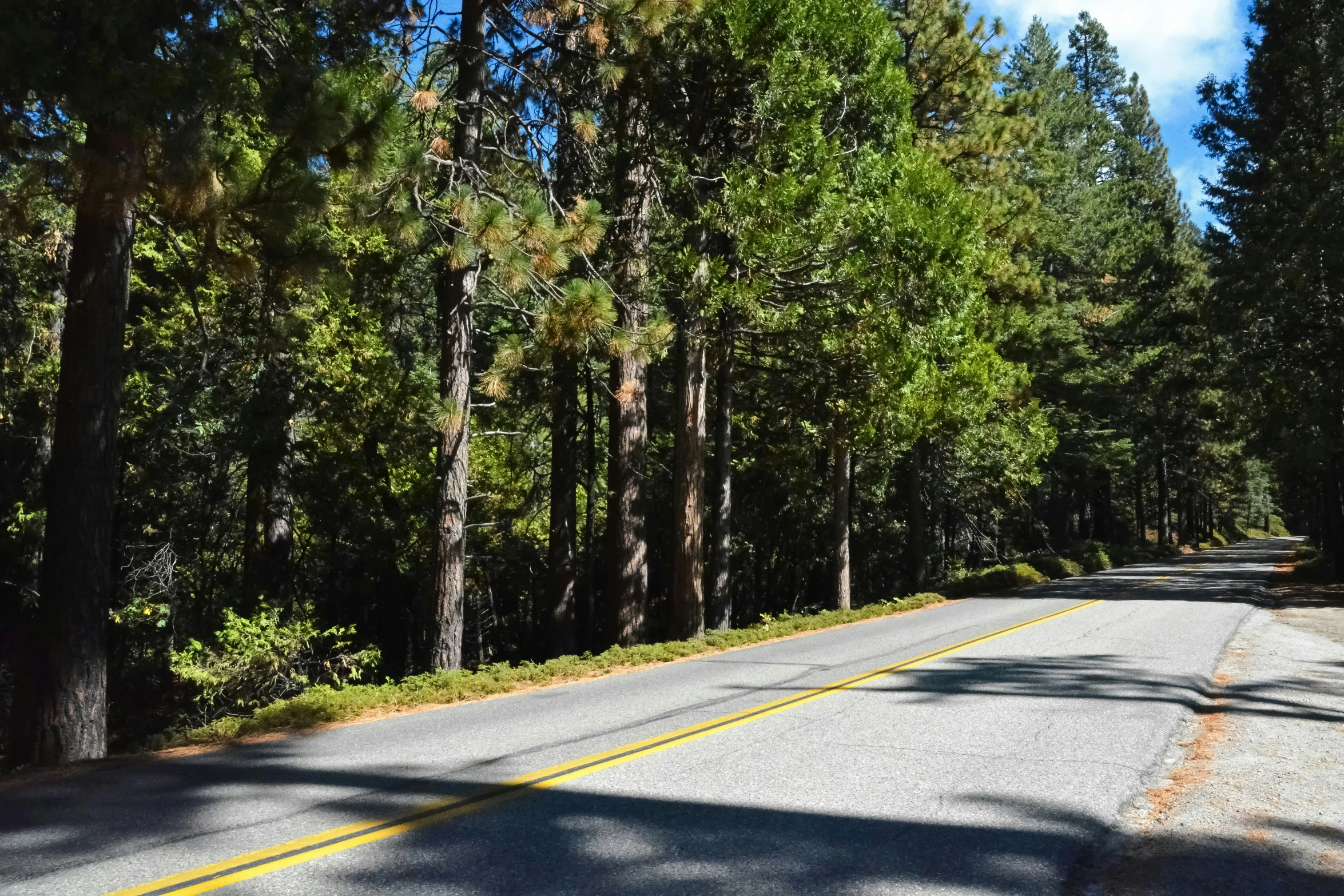 the yellow line of a street next to trees