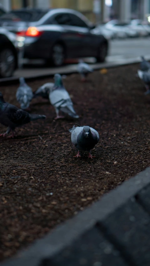 pigeons walking around in front of cars on a street