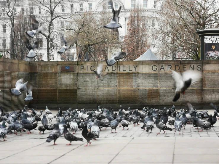 a bunch of pigeons are flying around the park