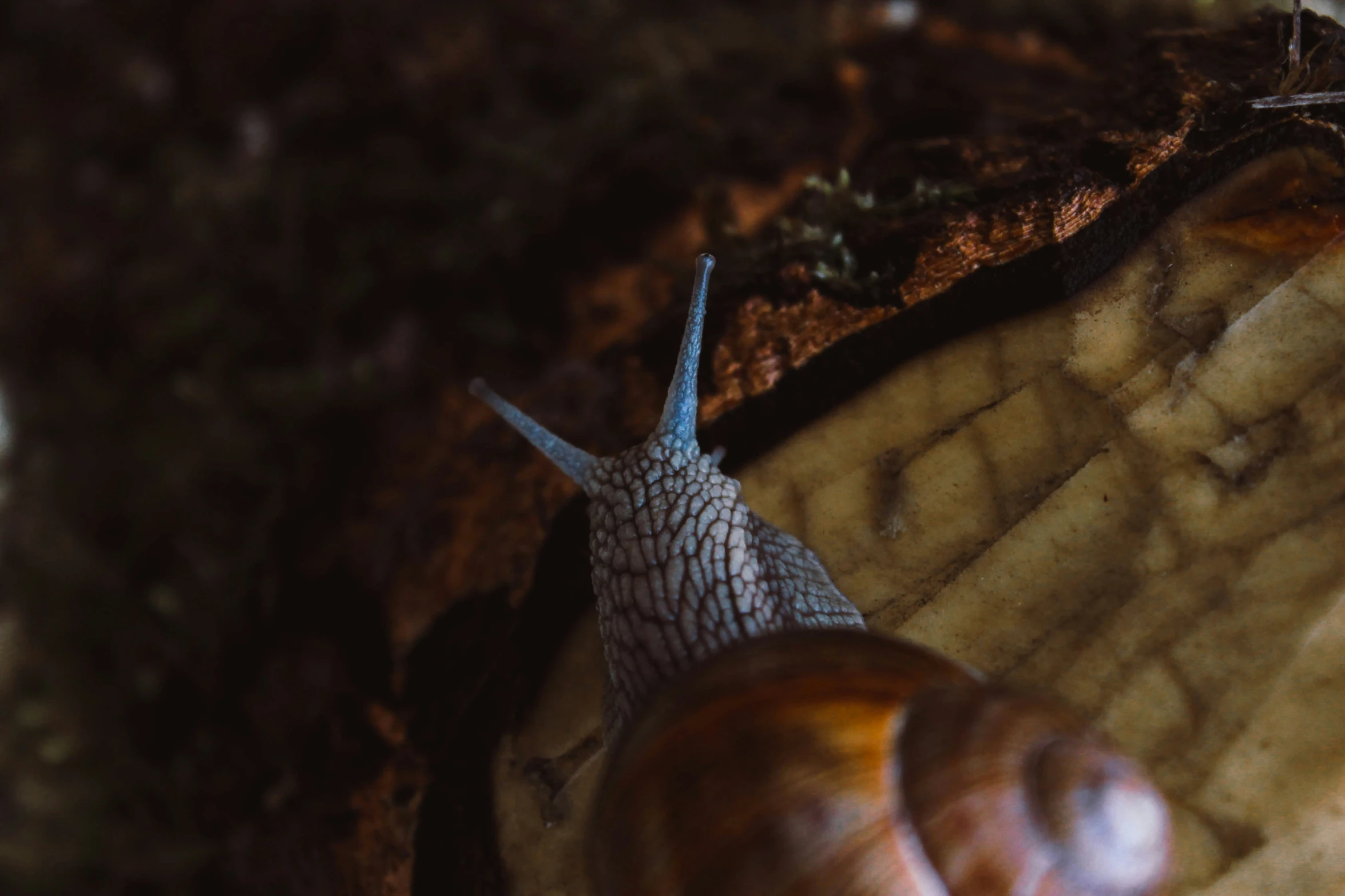 there is a small snail standing on some leaves