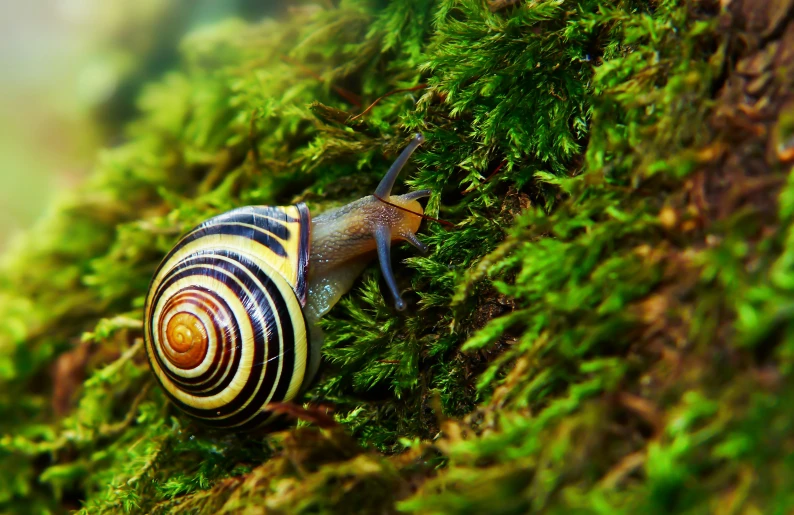 a snail climbing on a large moss covered wall