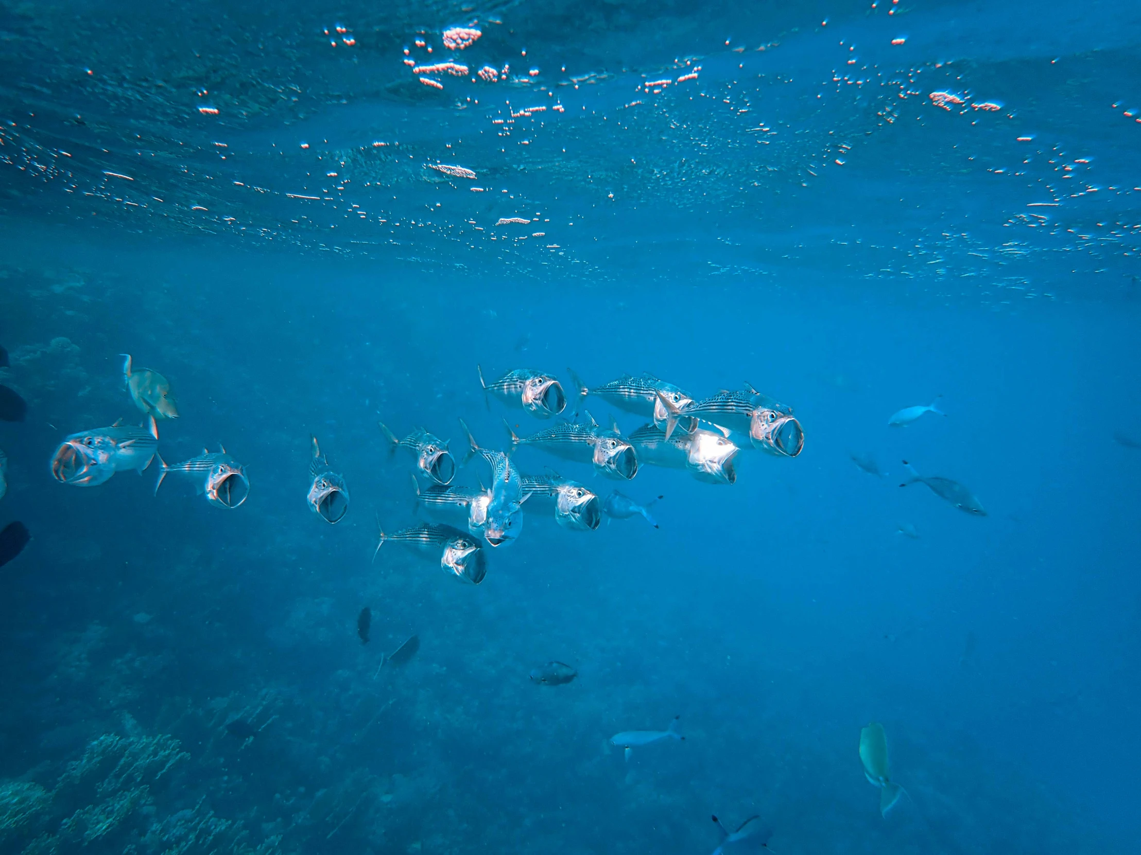 a group of fish swimming in the ocean