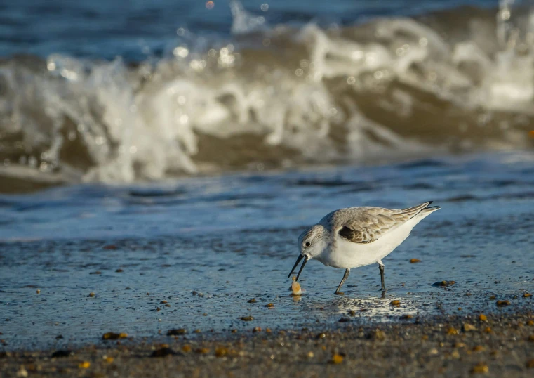 bird on wet shore with waves crashing in