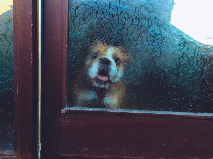 a cute little dog sticking his head out the window