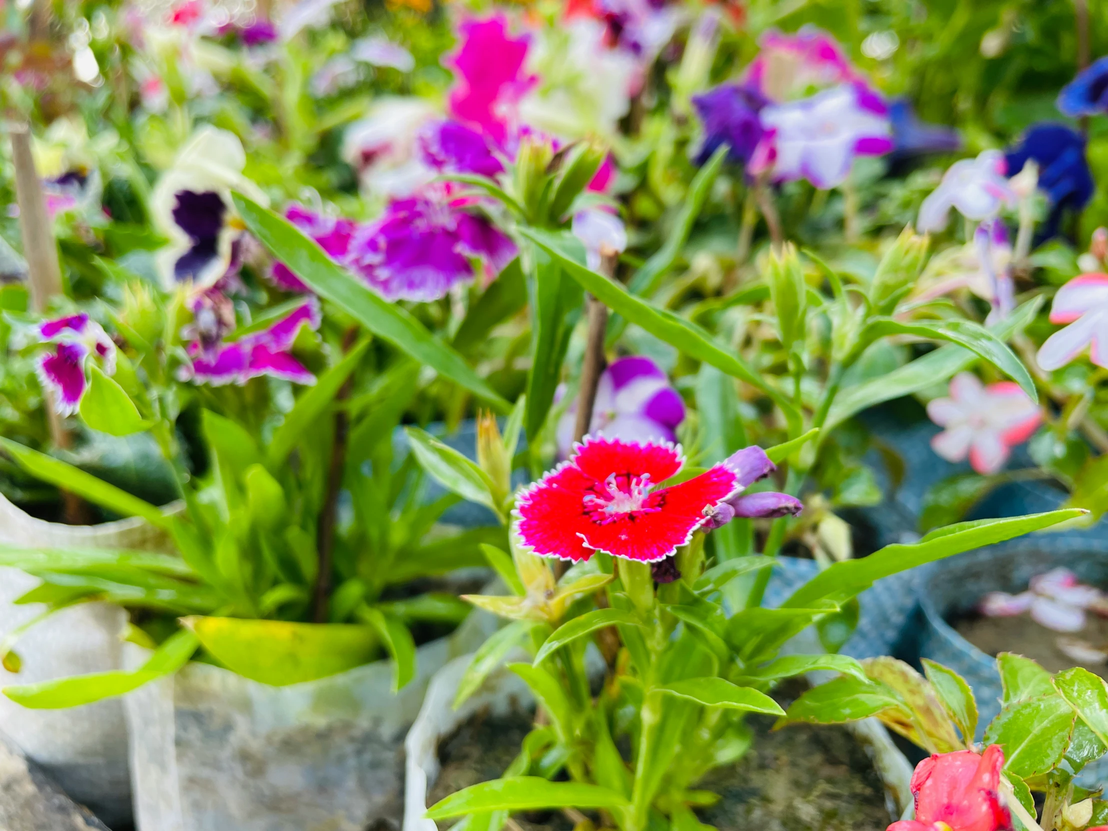 various color flowers are growing in several pots