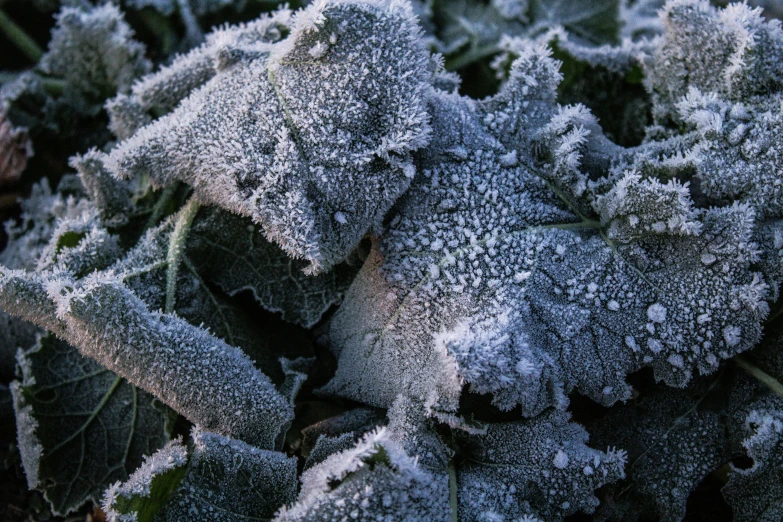 a very frosty plant with lots of green leaves