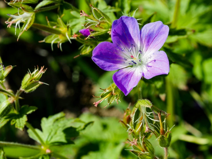 a purple flower with green leaves and a blurry background