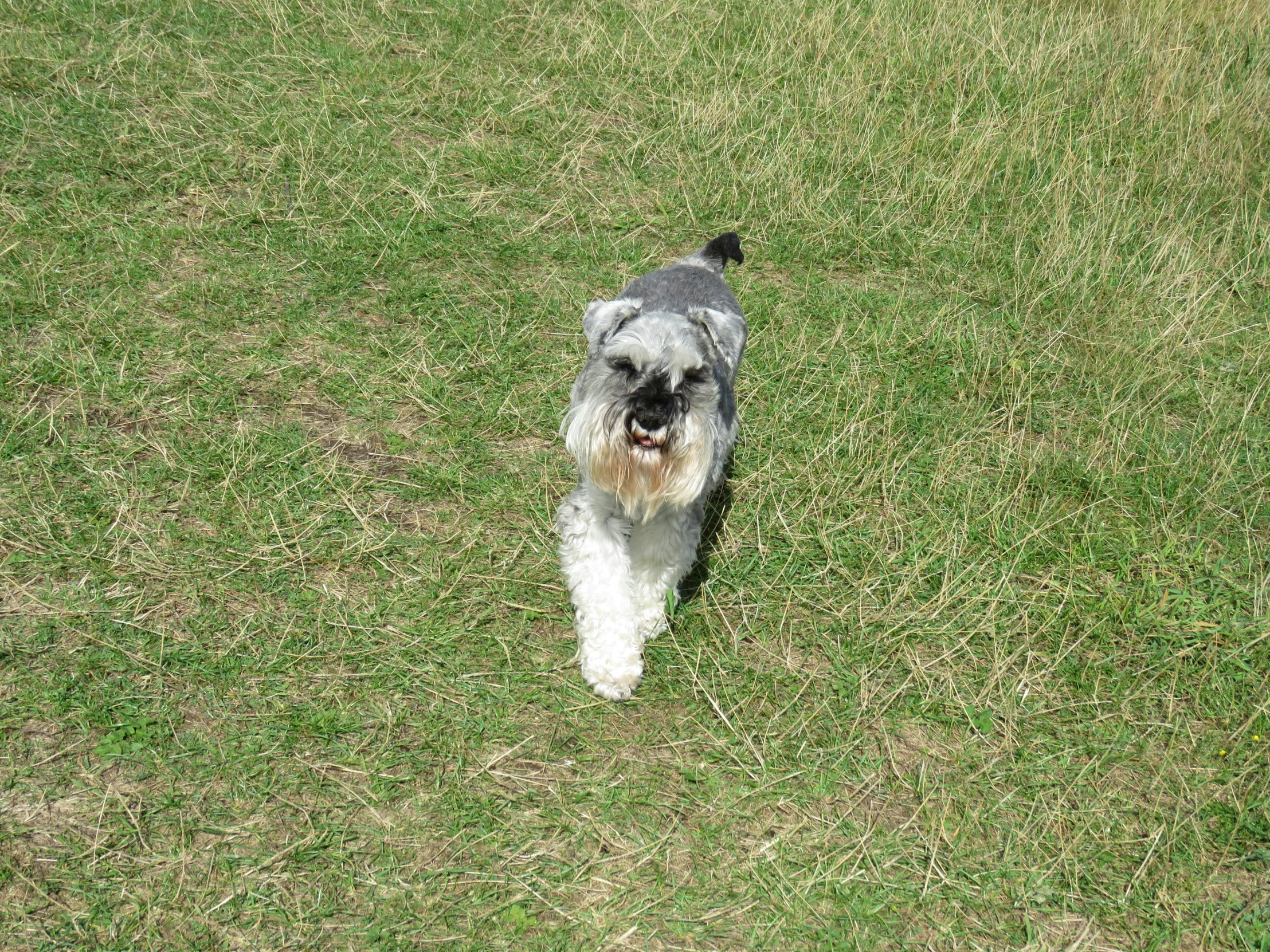 a dog standing in the middle of a green field