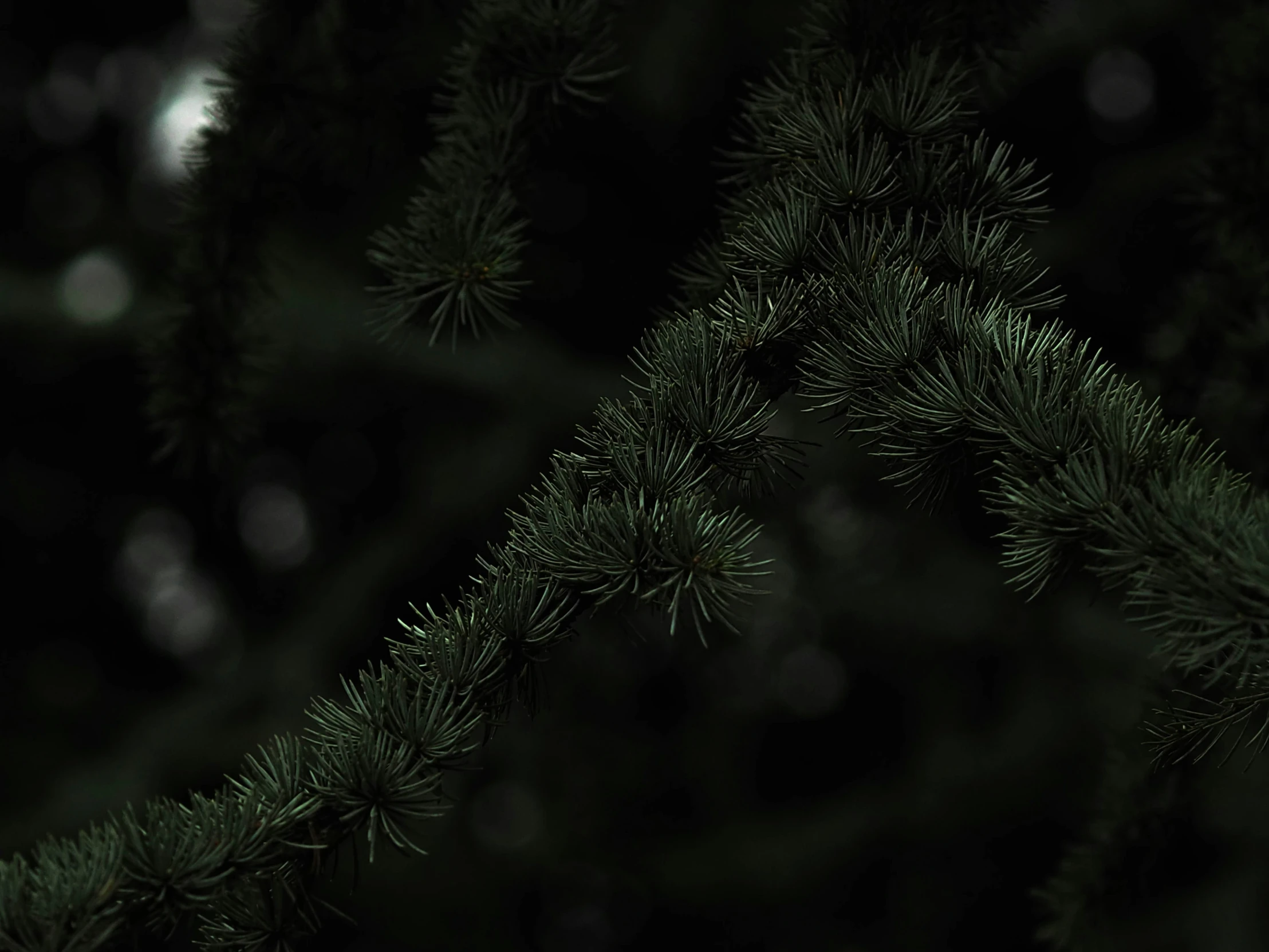 some pine needles hanging on the top of a tree