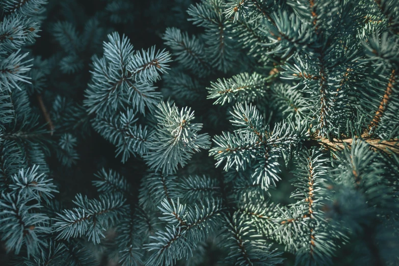 an evergreen tree close up from above showing pine needles