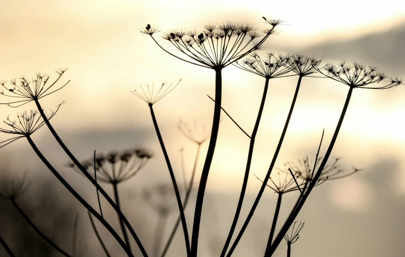 flowers and grass are silhouetted against a gray, cloudy sky