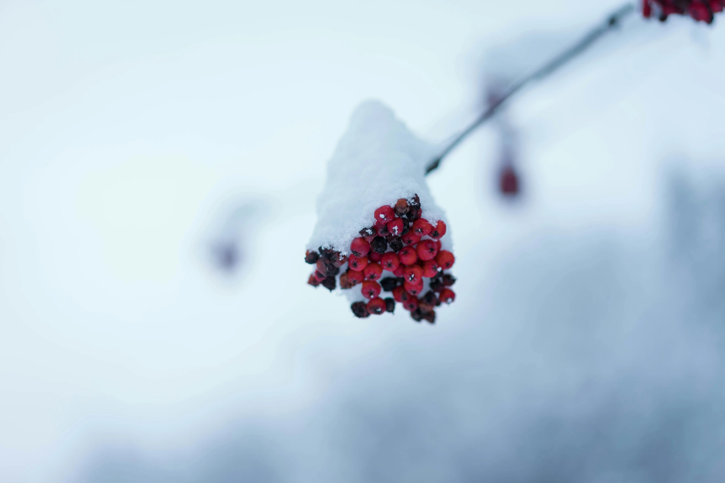 red berries on the tree outside in winter