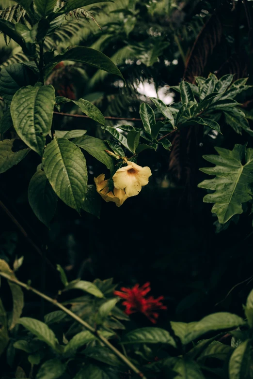 the yellow flower is hanging from the tree