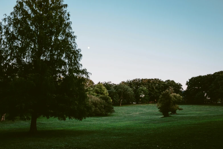 two trees sitting in the middle of a lush green field