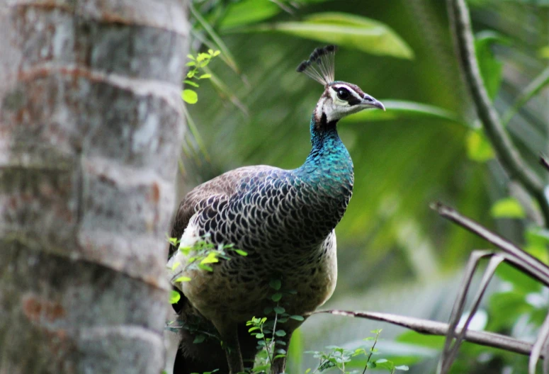 a peacock sitting on top of a tree trunk