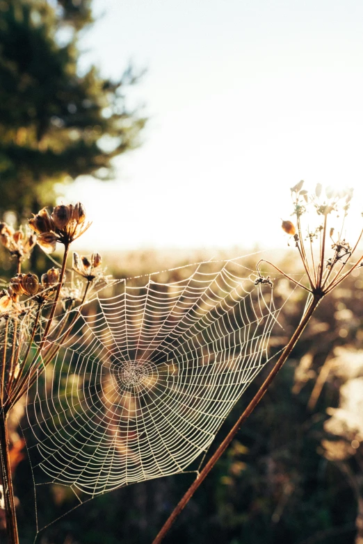 a spider web sitting next to flowers in a field