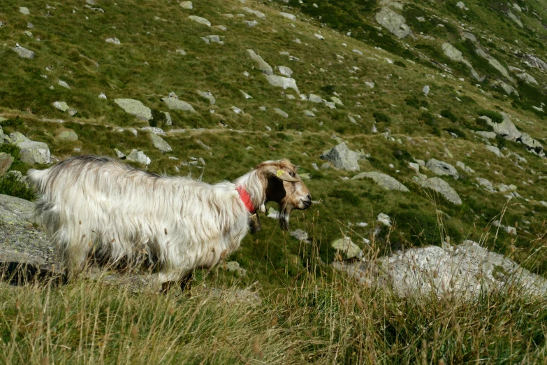 a small goat is walking up a hill