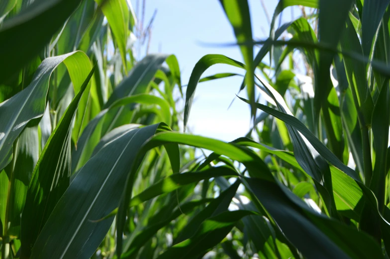 a close up view of tall green stalks of corn