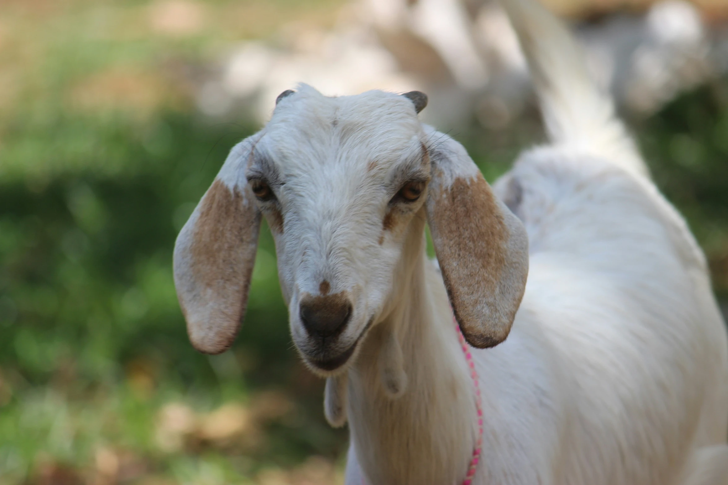 close up of an animal with long horns