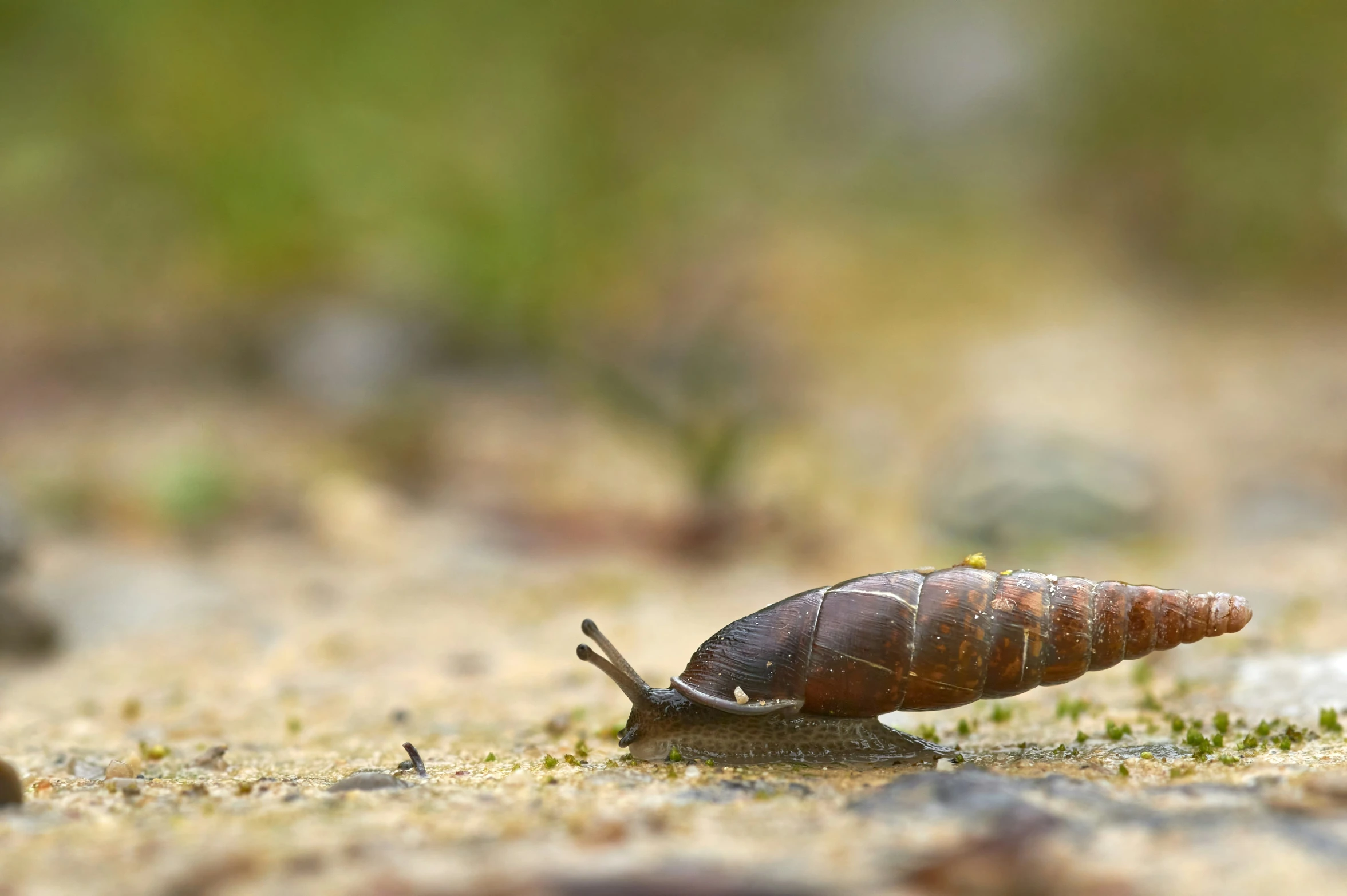 a small snail crawling down some grass