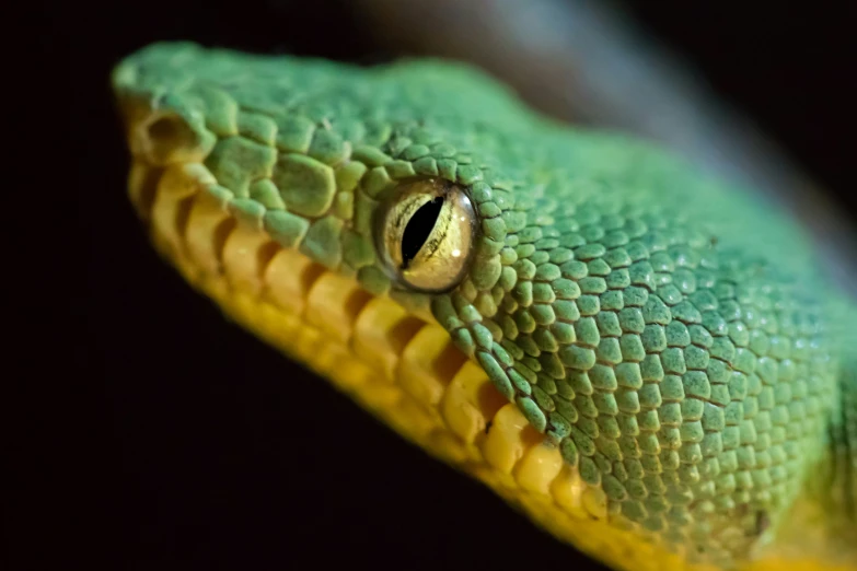 a green and yellow snake is seen here