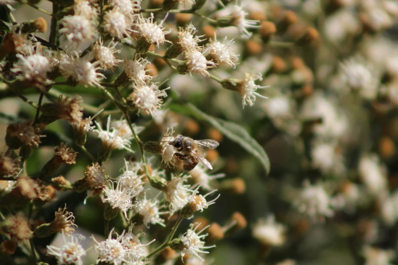 a small bug sits on the tip of a white flower