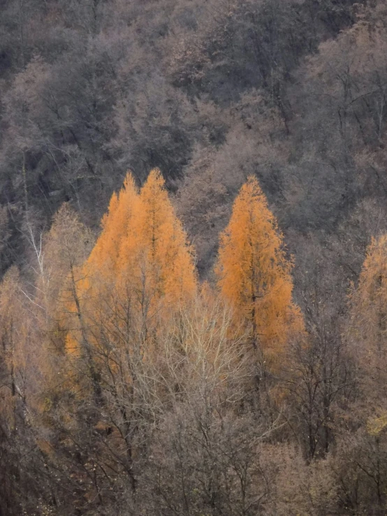 two horses grazing in the distance with trees around