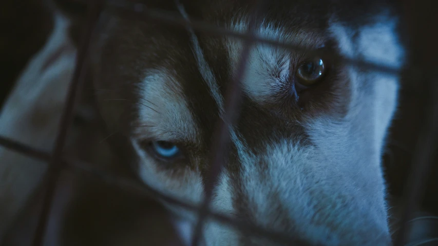 a dog has its head through a fence