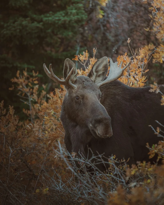 an moose standing in a wooded area with some bushes