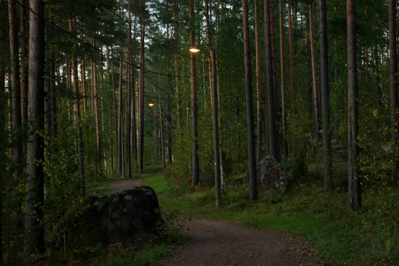 a dark, green path in the middle of a forest