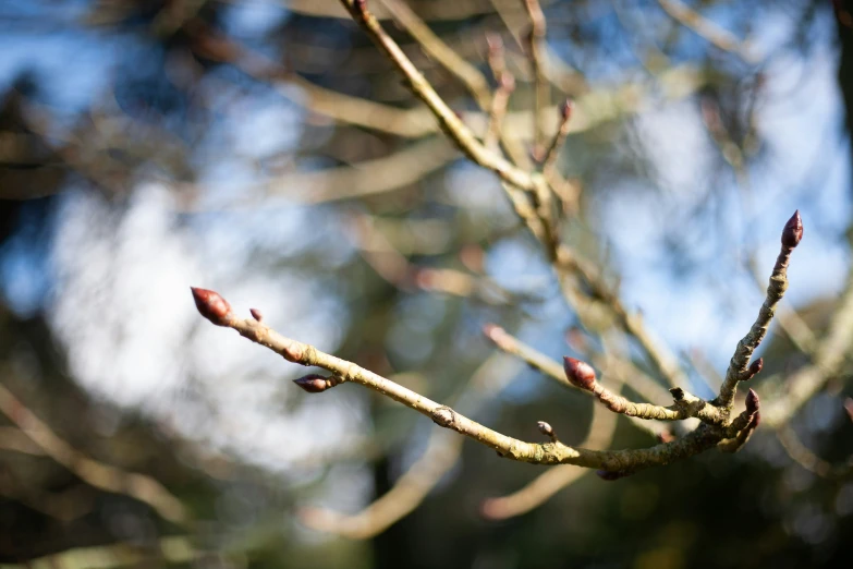 buds on a tree nch are starting to open