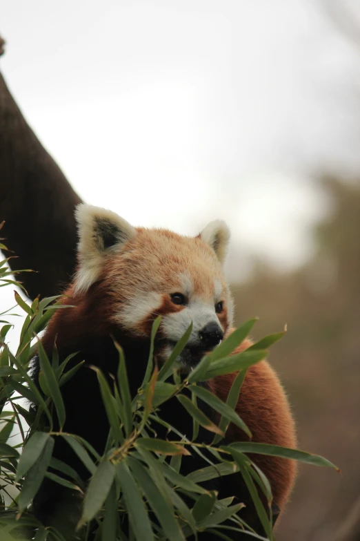 an animal that is eating some green leaves