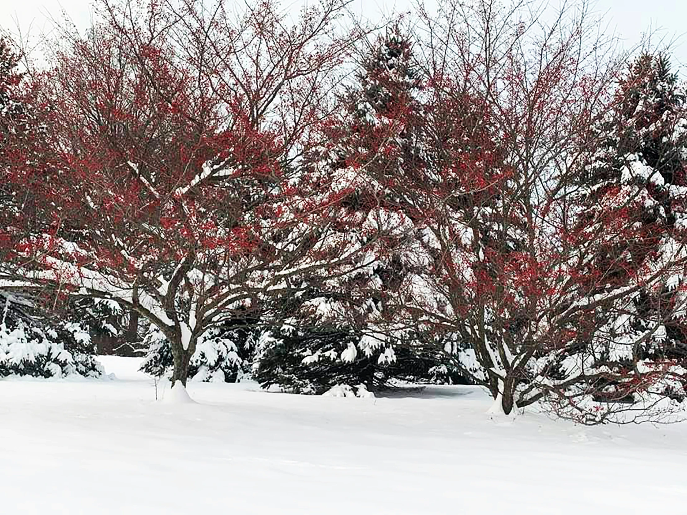 a snow covered street with trees that are red