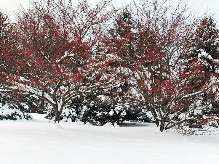 a snow covered street with trees that are red