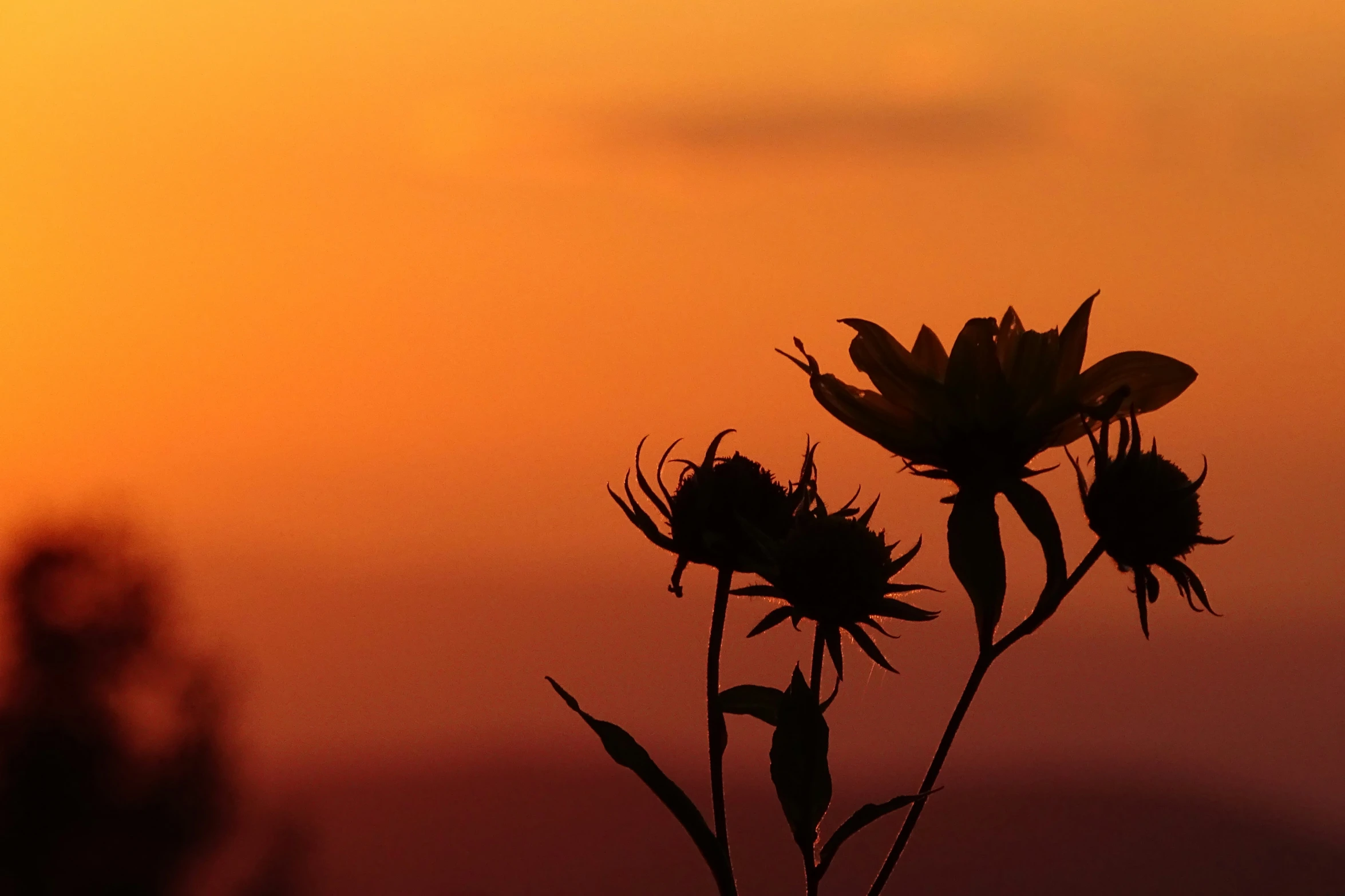 the sun is setting and a plant with flowers