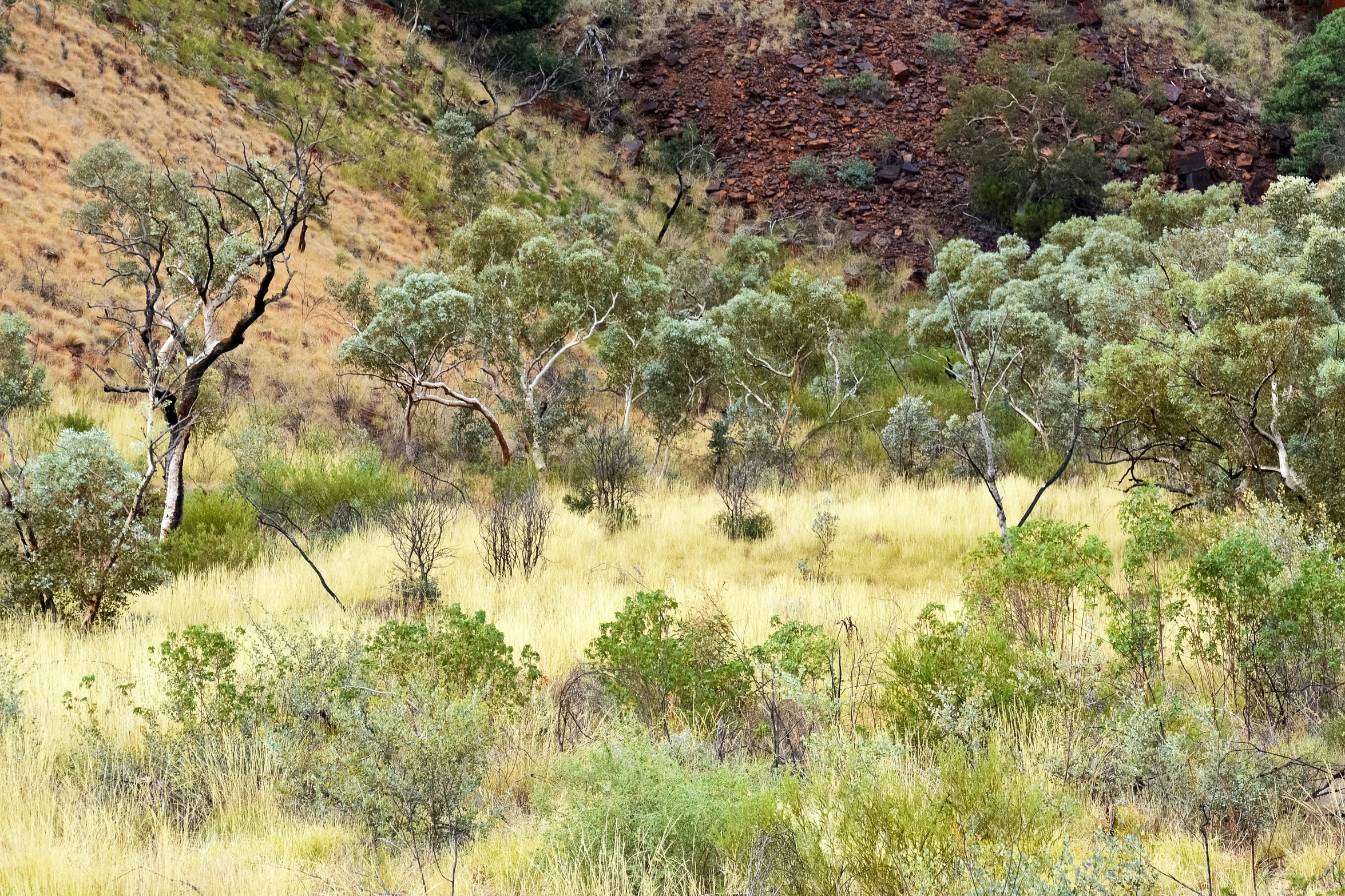 a bear standing in a grass area near bushes and mountains