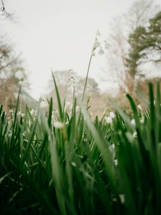 white flowers and green grass on a grey day