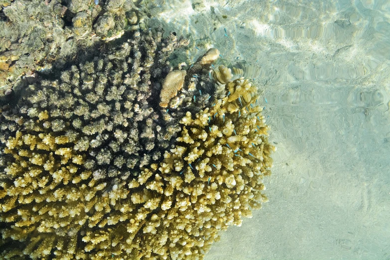 an underwater view of some coral reef life
