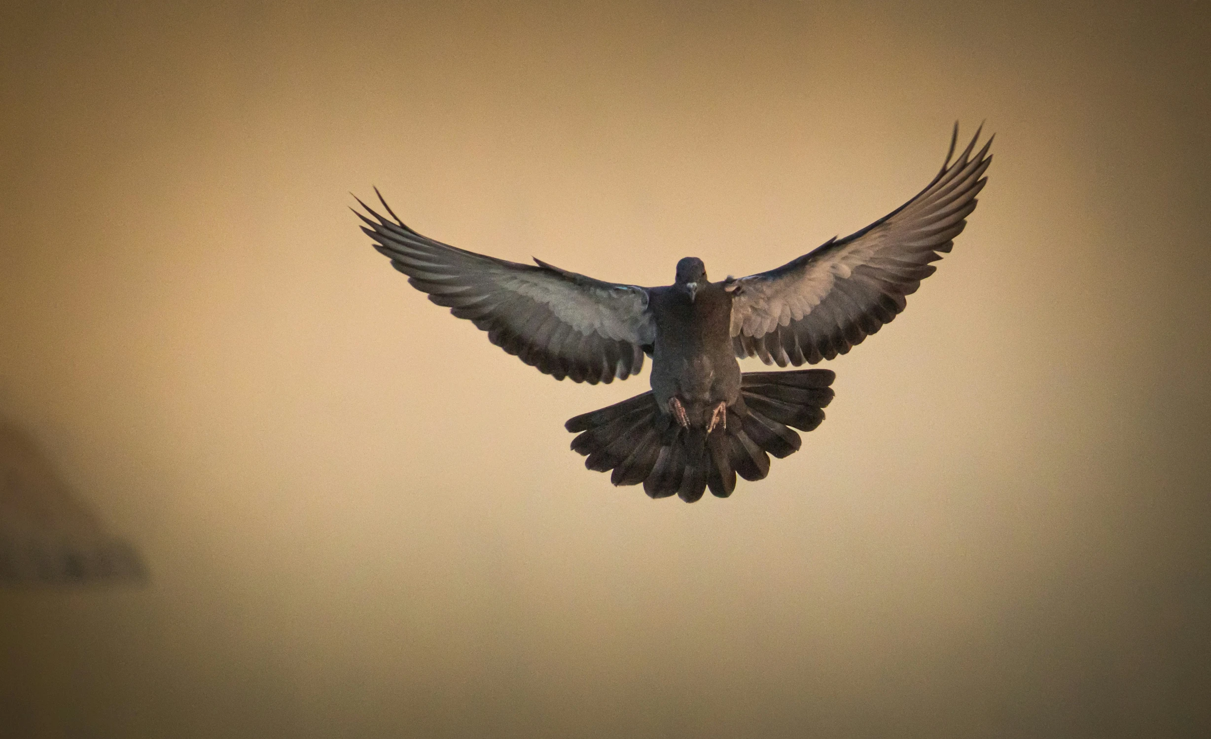 this is an image of a bird flying in the sky