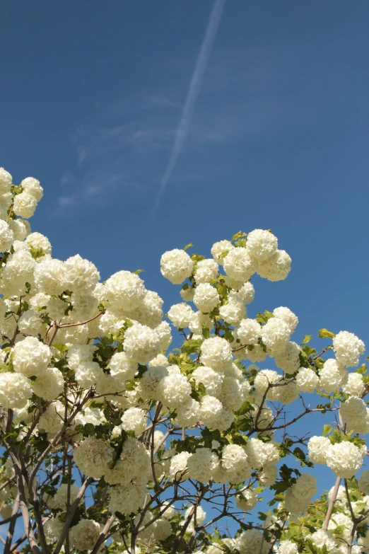 the white flowers are blooming near the nches