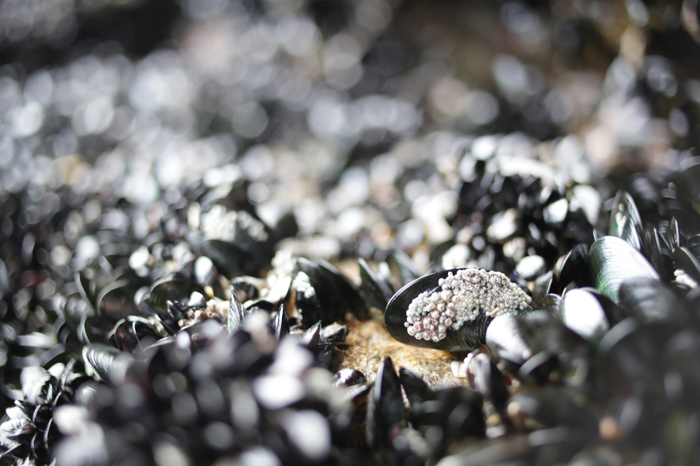 an up close picture of some plants in the dirt