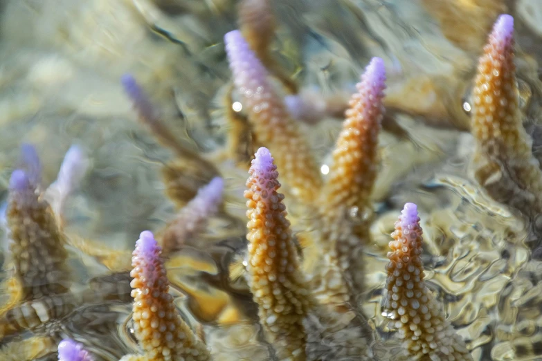 some very pretty flowers that are under the water