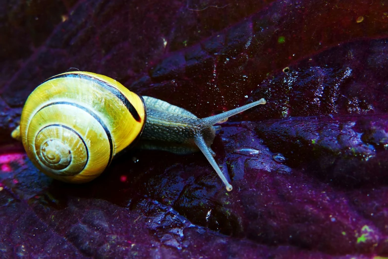 a snail on purple and yellow leaf under water