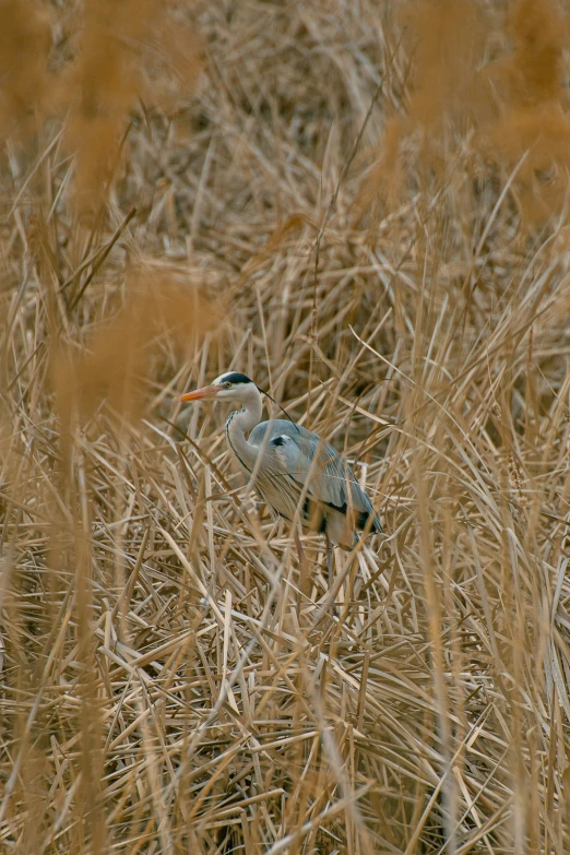 bird in dry grass next to dead plants