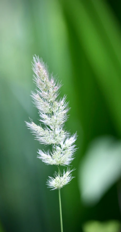 the blurry image is a close up picture of a flower