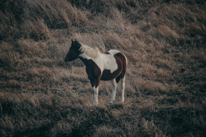 a brown and white horse standing in an open field