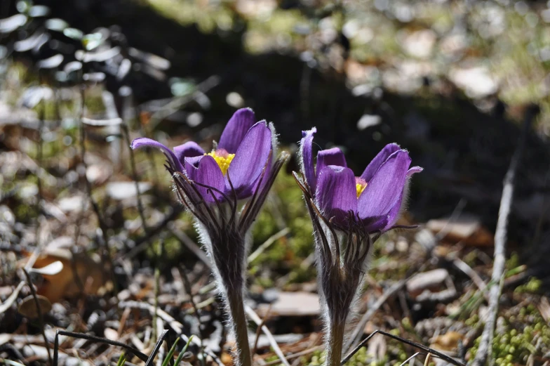 two small purple flowers are standing out in the grass