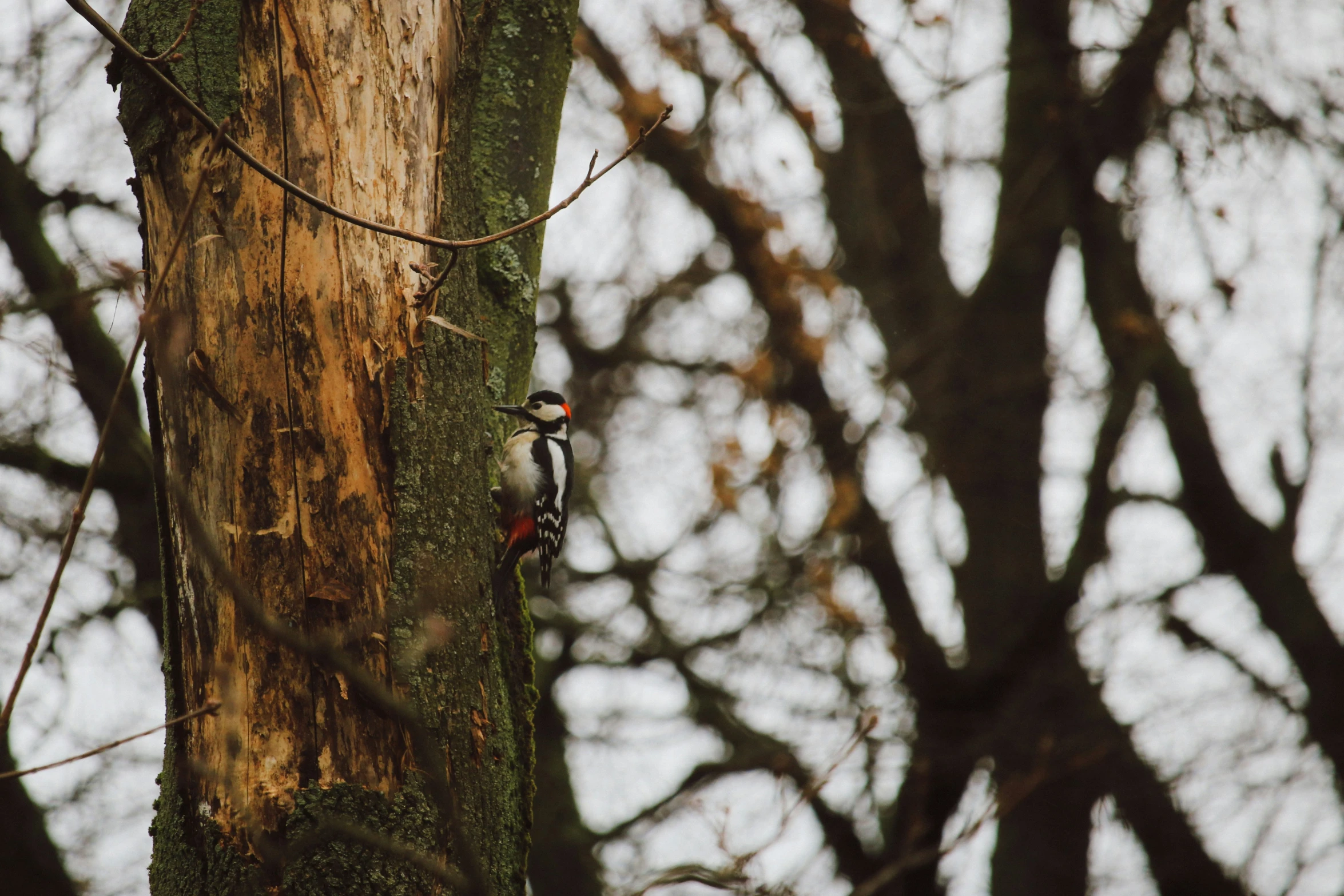 a bird standing on the side of a tree