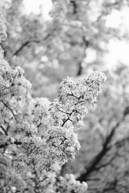 an image of a black and white tree